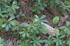 Chimaphila umbellata cisatlantica