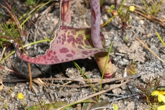 Lachenalia membranacea
