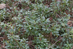 Chimaphila umbellata cisatlantica