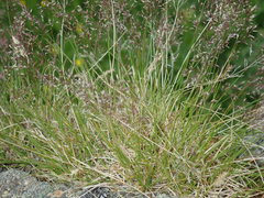 Agrostis rupestris