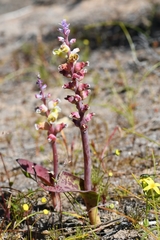 Lachenalia membranacea