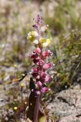 Lachenalia membranacea