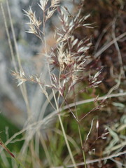 Agrostis rupestris