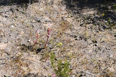 Lachenalia membranacea