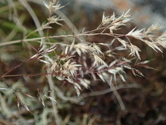 Agrostis rupestris