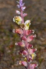 Lachenalia membranacea