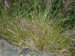 Agrostis rupestris