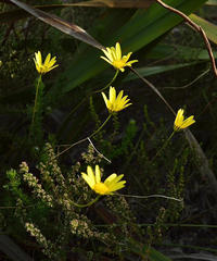 Euryops ursinoides