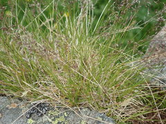 Agrostis rupestris