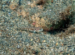 Gobius roulei