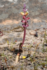 Lachenalia membranacea