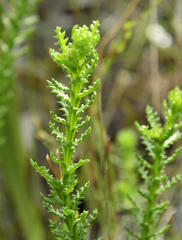 Euryops ursinoides