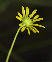 Euryops ursinoides