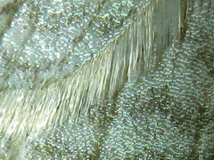 Orthoclydon praefectata