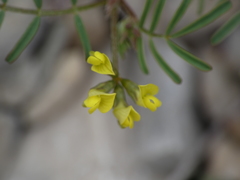 Hippocrepis ciliata