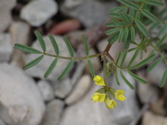 Hippocrepis ciliata