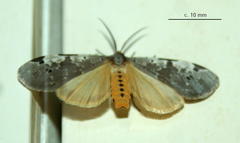 Galtara nepheloptera