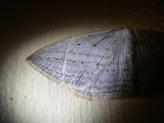 Orthoclydon praefectata