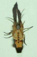 Galtara nepheloptera