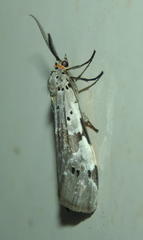 Galtara nepheloptera