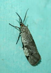 Galtara nepheloptera