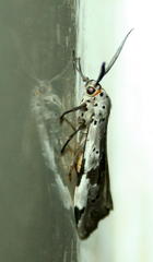 Galtara nepheloptera