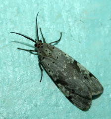 Galtara nepheloptera