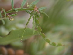 Hippocrepis ciliata