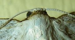 Orthoclydon praefectata