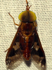 Tabanocella