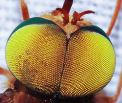 Tabanocella