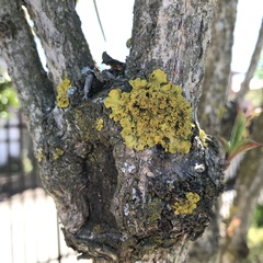 Lecanoromycetes