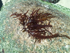 Chondracanthus chamissoi