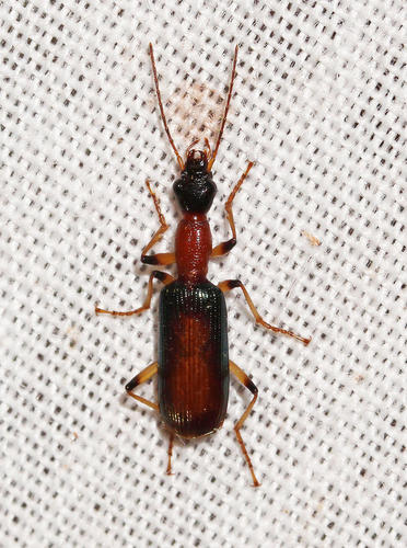 Stenidia