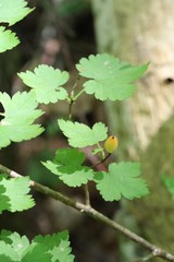 Ribes maximoviczianum