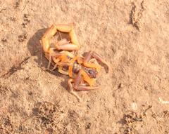 Uroplectes triangulifer