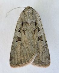 Euxoa pimensis