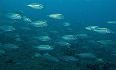Selaroides leptolepis