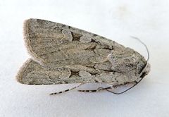 Euxoa pimensis