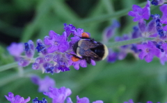 Bombus