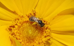Halictus ligatus