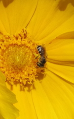 Halictus ligatus