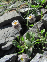 Erigeron uniflorus
