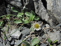 Erigeron uniflorus