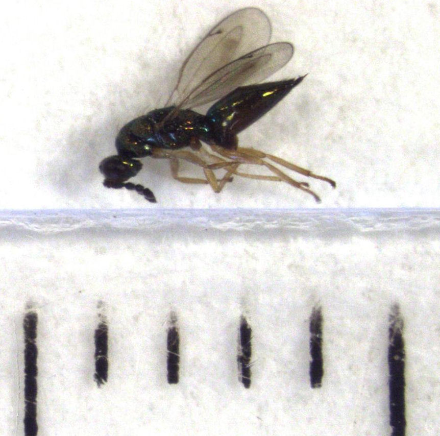 Zealachertus
