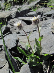 Erigeron uniflorus