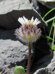 Erigeron uniflorus