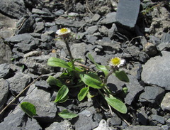 Erigeron uniflorus