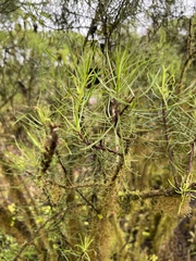 Darwiniothamnus tenuifolius