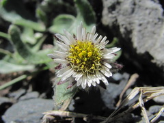Erigeron uniflorus